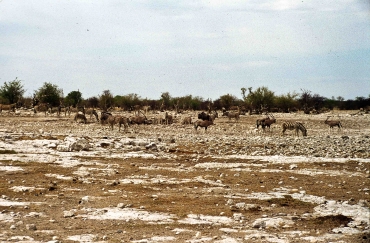 Etosha Nationalpark, Namibia